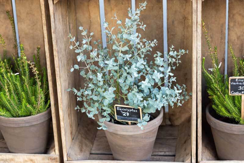 Silvery Eucalyptus