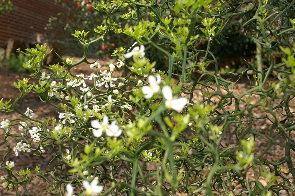 'Monstrosa' thorns