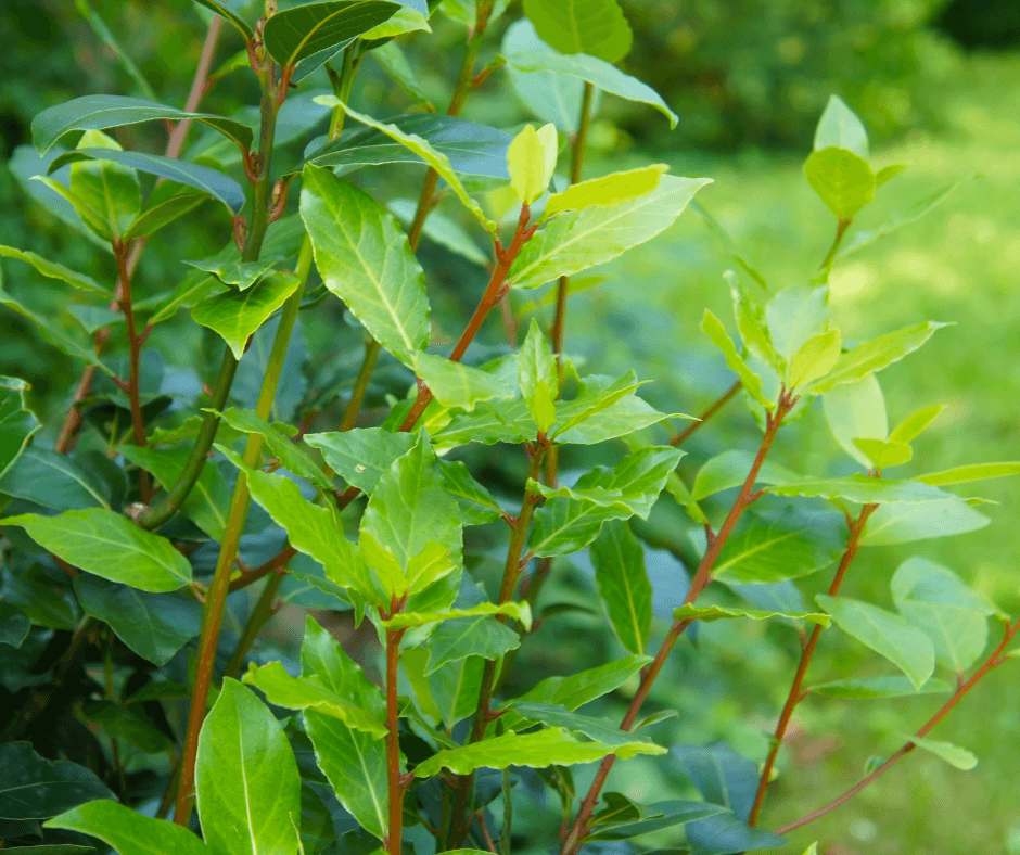 New growth Bay Laurel