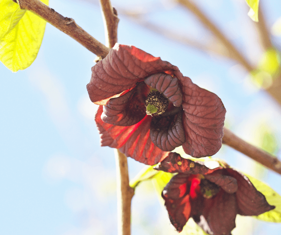 Paw Paws flowers