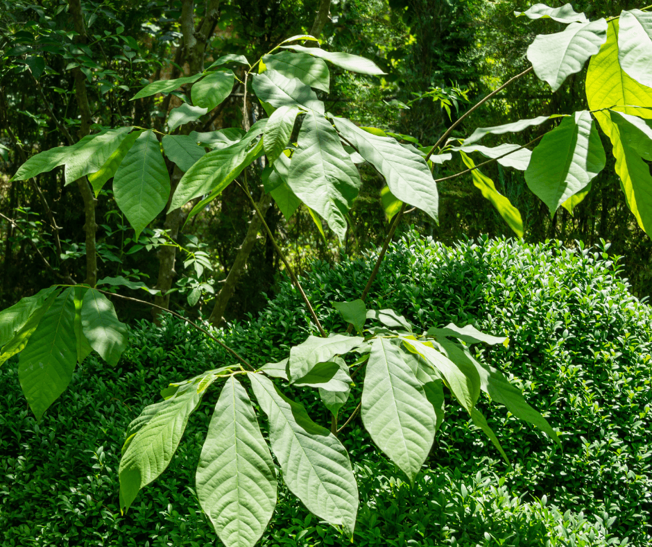 Paw Paws in sunlight