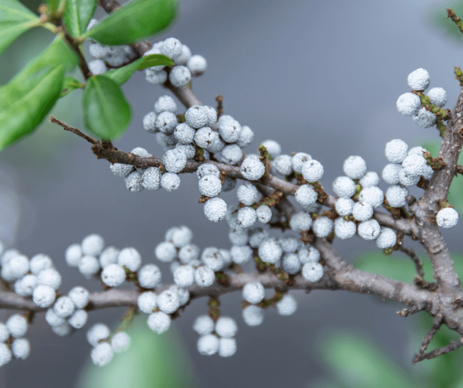 The waxy berries of Myrica cerifera and M. pensylvanica