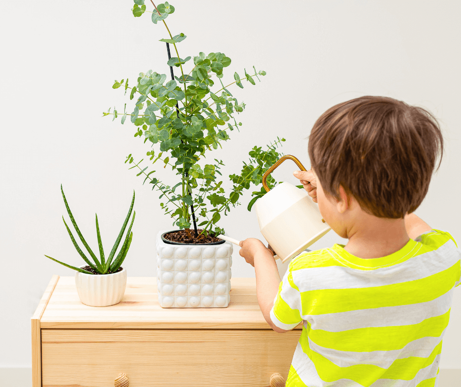 Child watering a potted eucalyptus plant