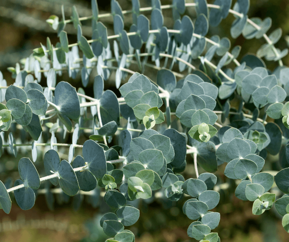 Eucalyptus branches