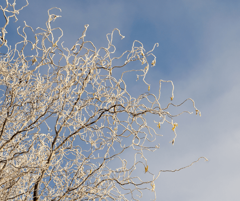 Frosted curly willow