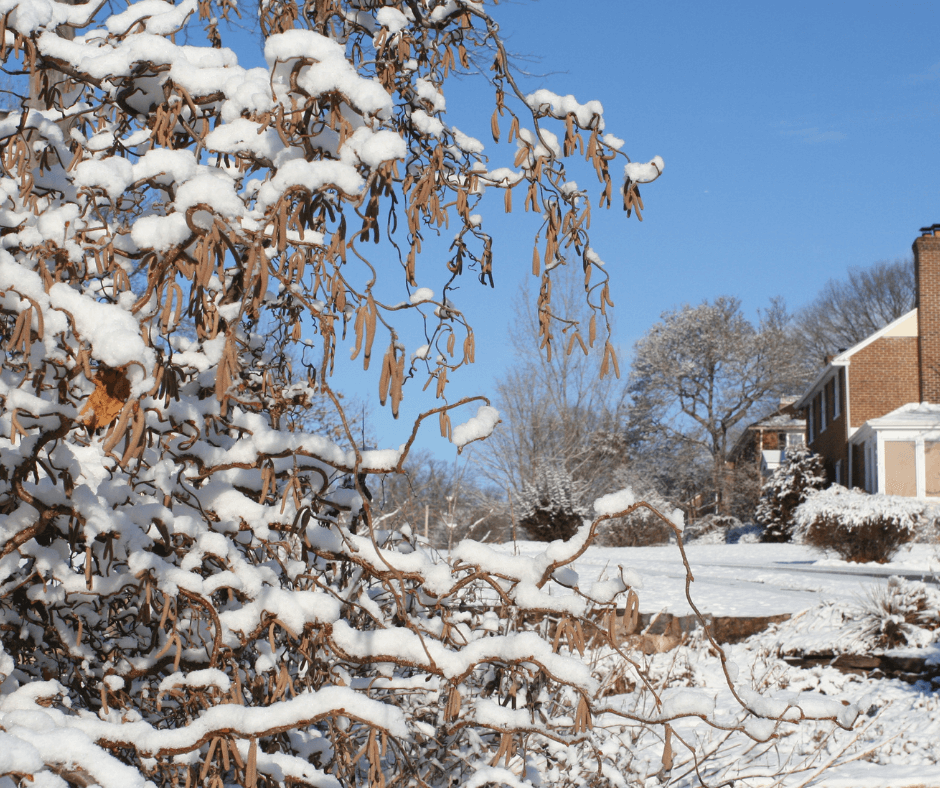 Corylus avellana ‘Contorta’ in winter (Image by Jessie Keith)