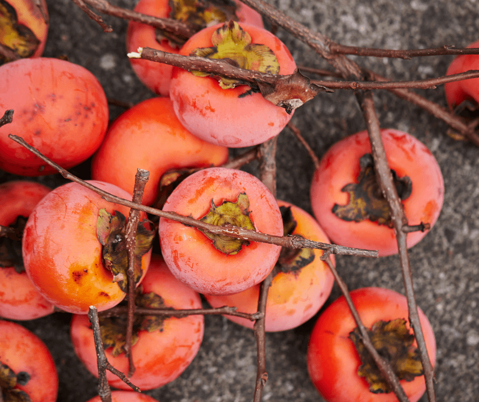 American persimmons