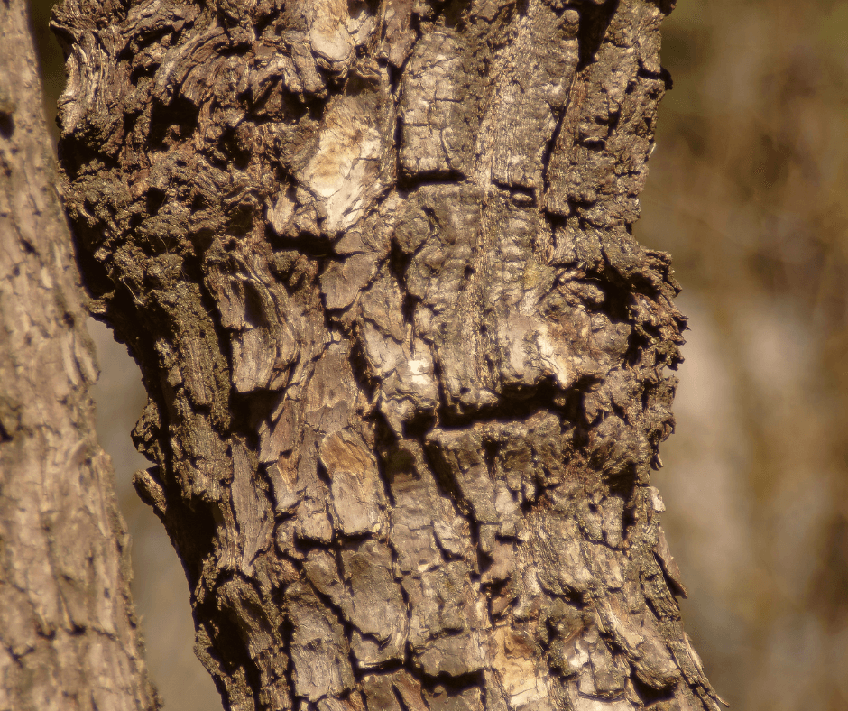 American persimmon tree bark