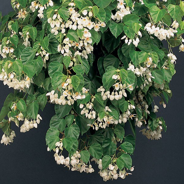 Begonia solananthera (Image thanks to Logee's)