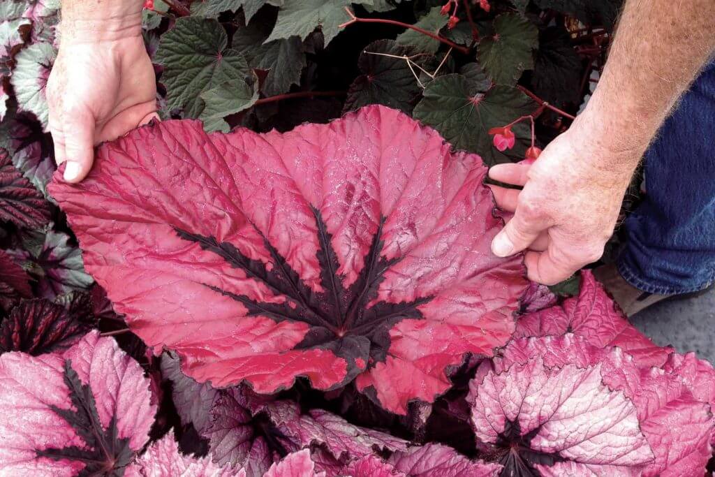 Begonia T REX™ ‘Ruby Slippers’ leaves (Image thanks to Terra Nova Nurseries)