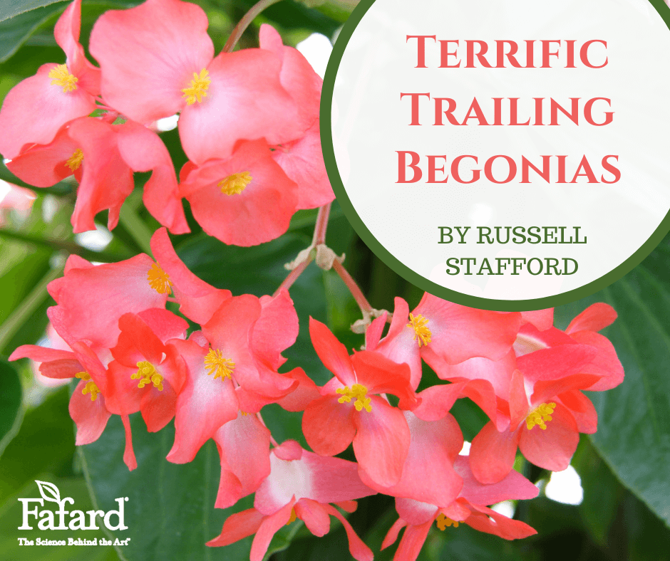 Terrific Trailing Begonias Featured Image