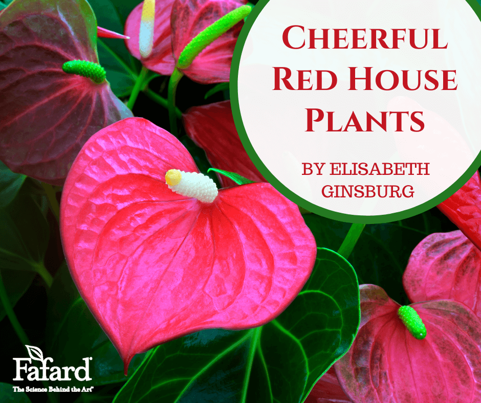 Cheerful Red House Plants – Fafard