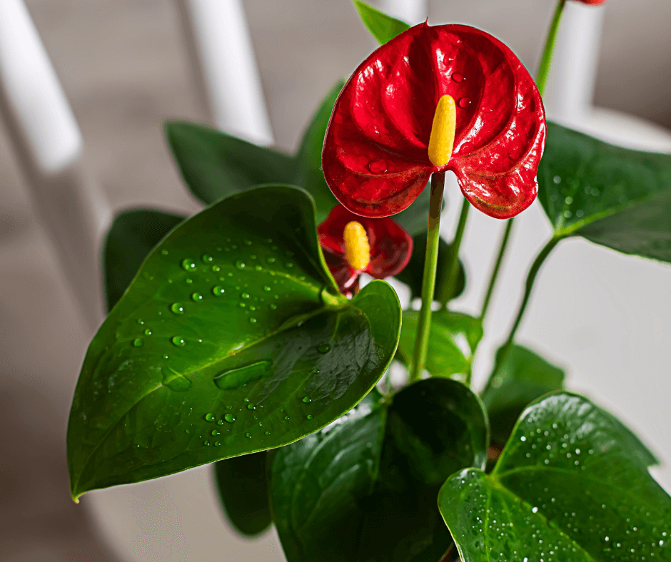 Scarlet Anthurium