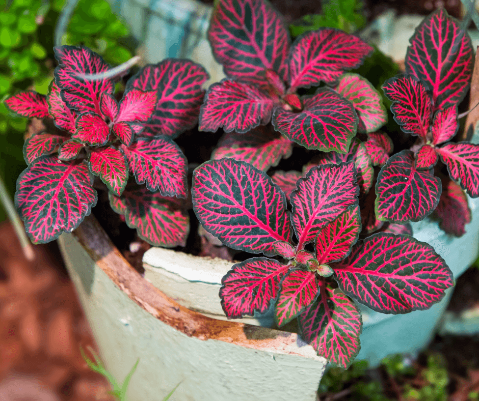 Claret Nerve Plant