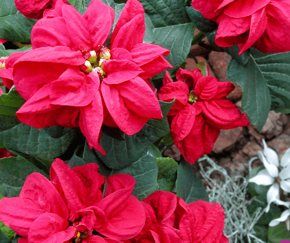 Carmine Poinsettias