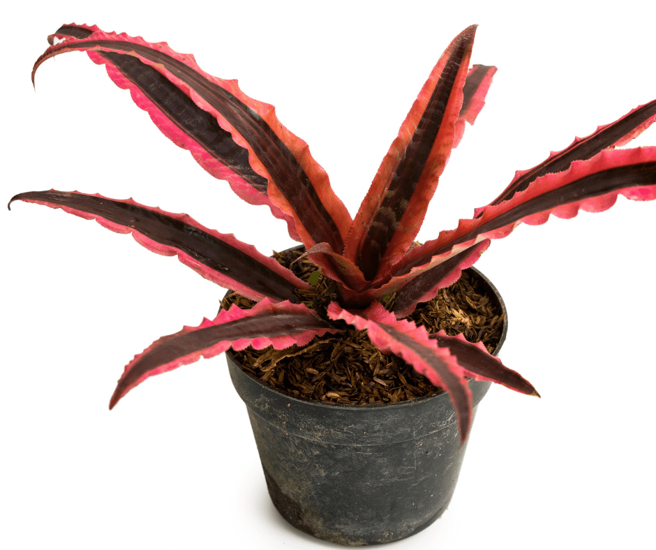 Cryptanthus 'Red Star' in a pot