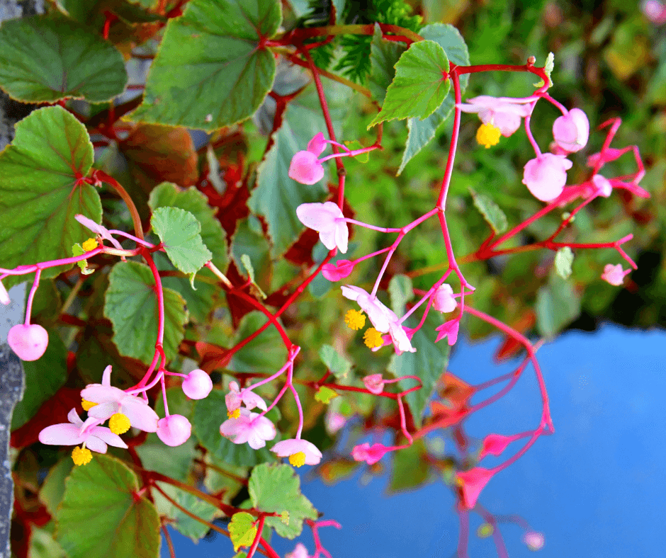 Pink trailing begonias