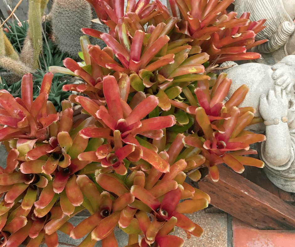 Neoregelia 'Fireball’