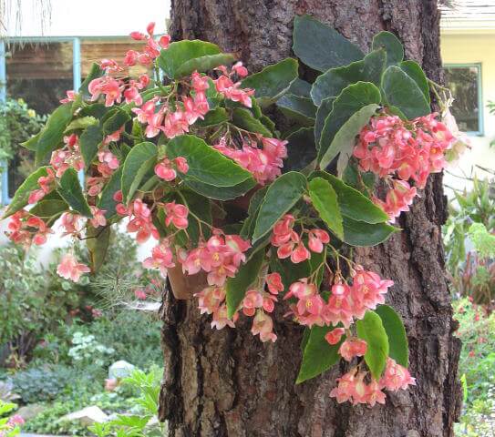 Solananthera-radicans hybrid 'Potpourri' (Image thanks to the American Begonia Society)