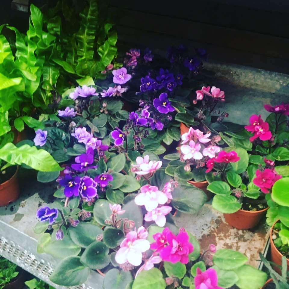 Colorful miniature flowering house plants