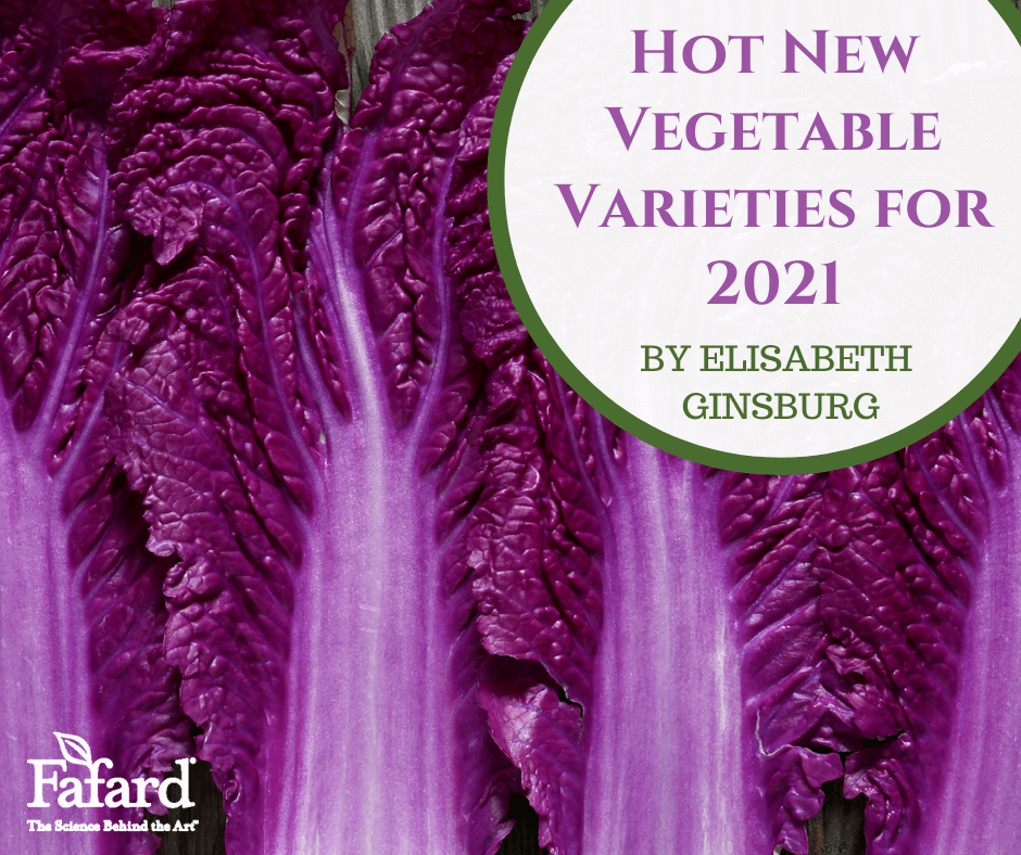 Hot New Vegetable Varieties for 2021 Featured Image