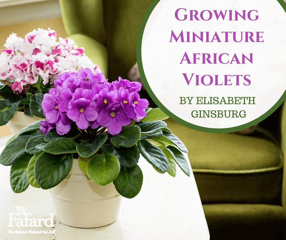 Growing Miniature African violets Featured Image
