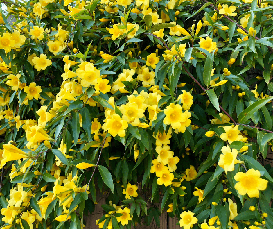 Carolina jessamine flowers
