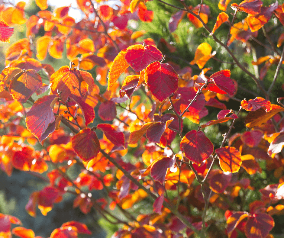 Witch hazels in Fall