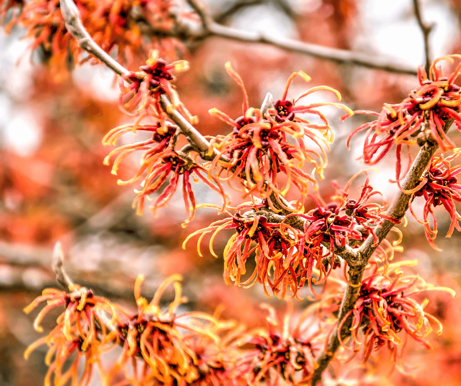 'Aurora' witch hazel flowers