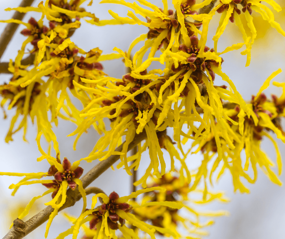 Chinese witch hazels