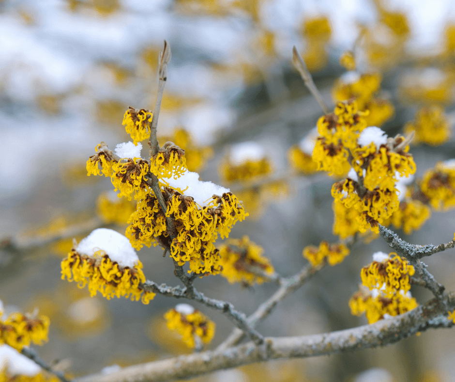 Vernal witch hazel in snow