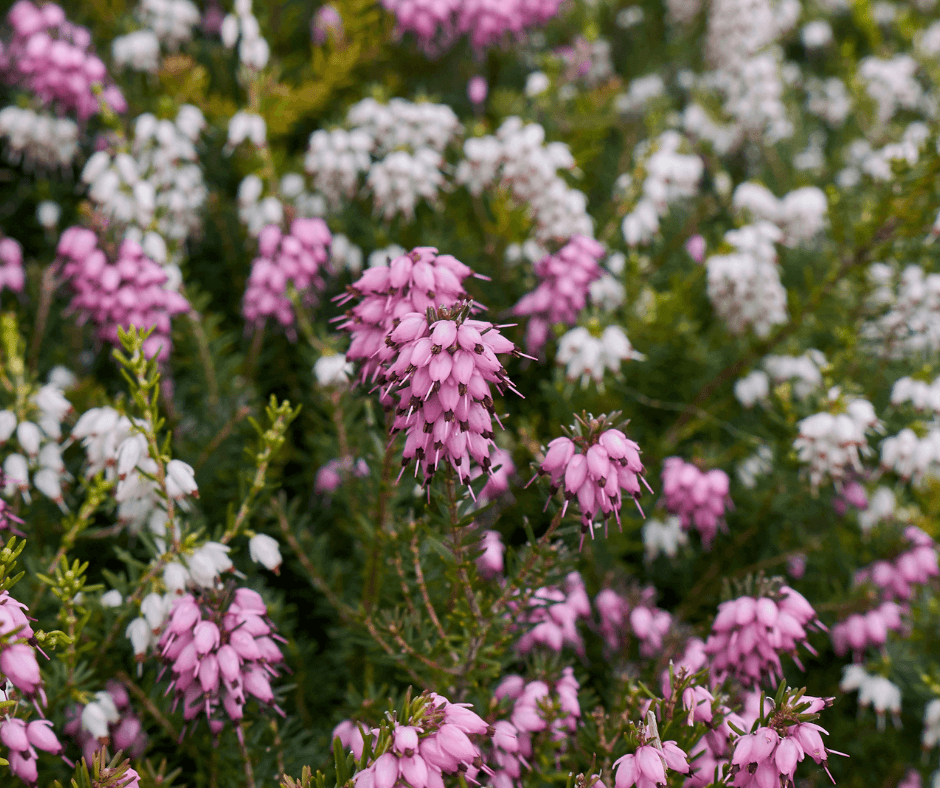 Winter heath with pink and white blooms