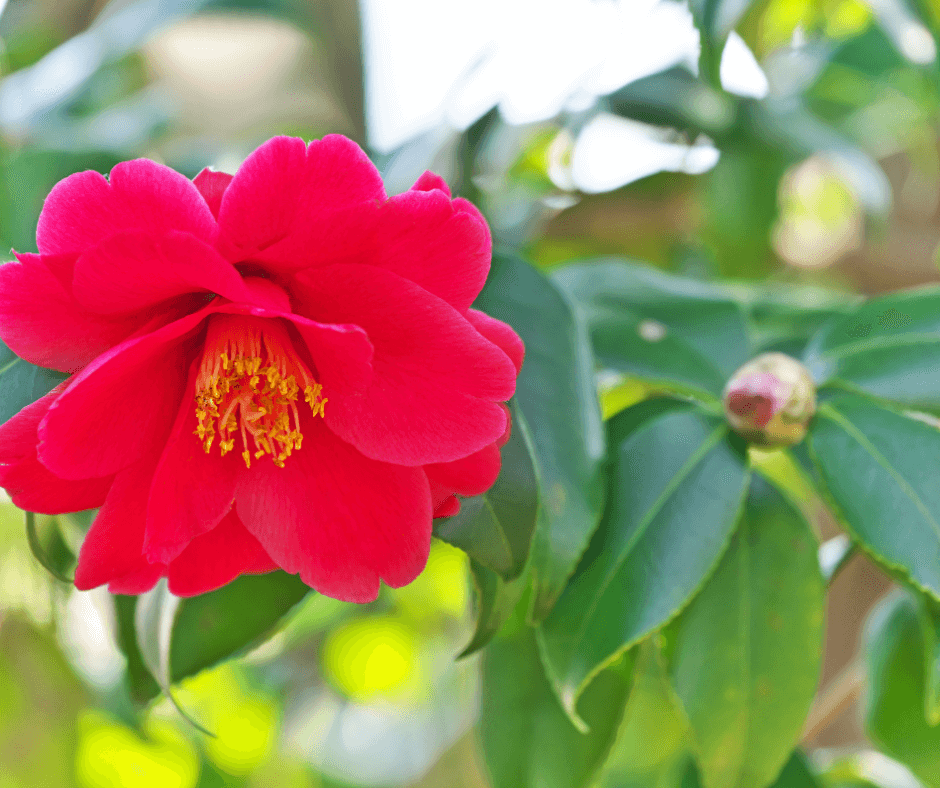 Japanese camellia