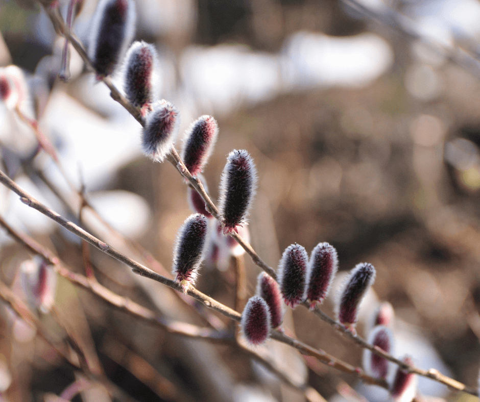 Peeled Craft Twigs Sticks Natural Wood Lilac Tree Branches Rustic