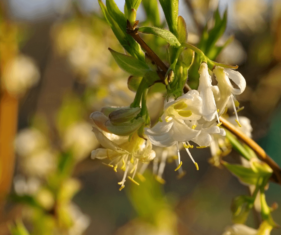 Winter honeysuckle