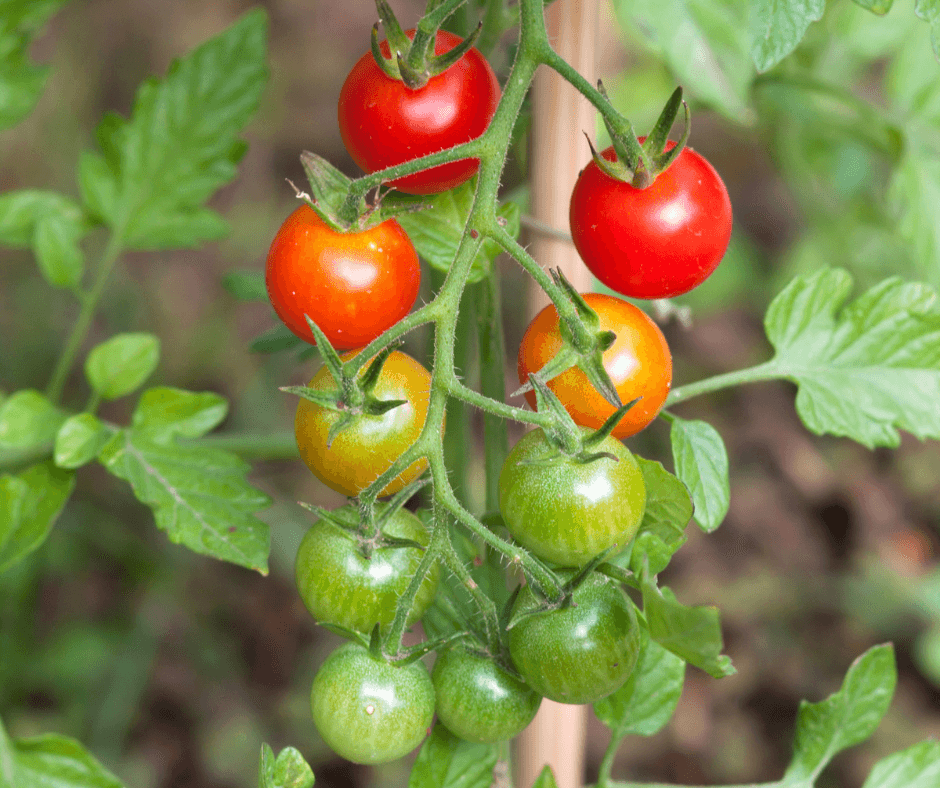 'Ella Bella' cherry tomatoes