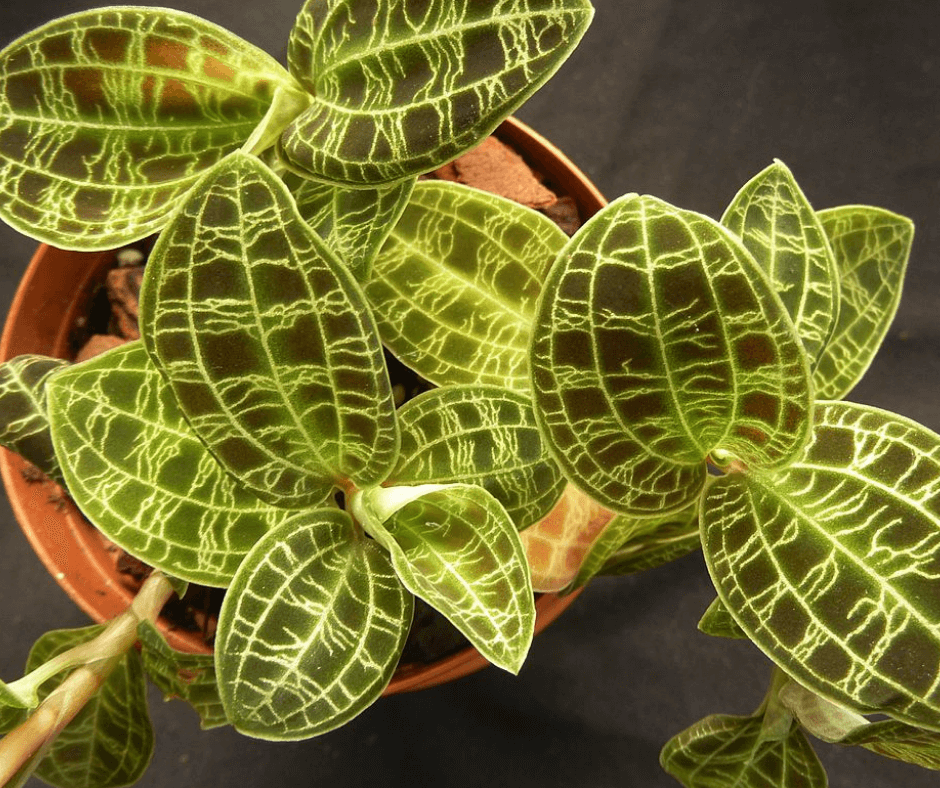 Lightning Bolt Jewel Orchid leaves