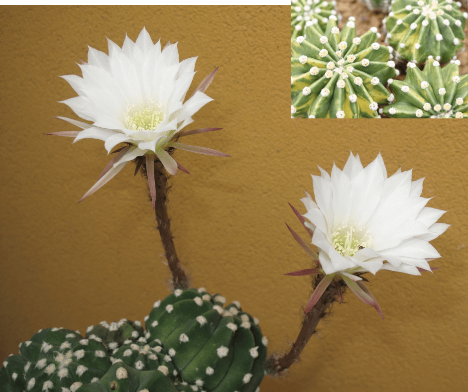 Dominos Easter lily sea urchin cactus