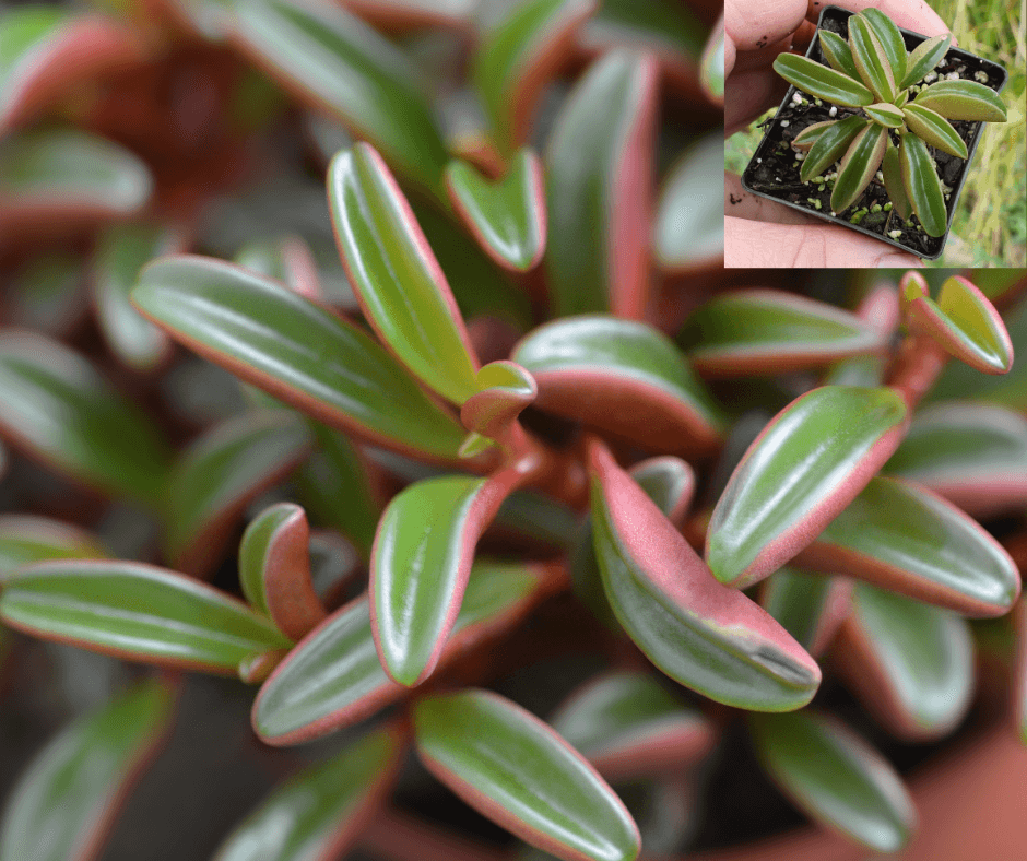 Peperomia graveolens 'Ruby Glow' leaves