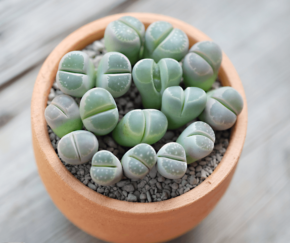 Little pot of a cluster of living stones