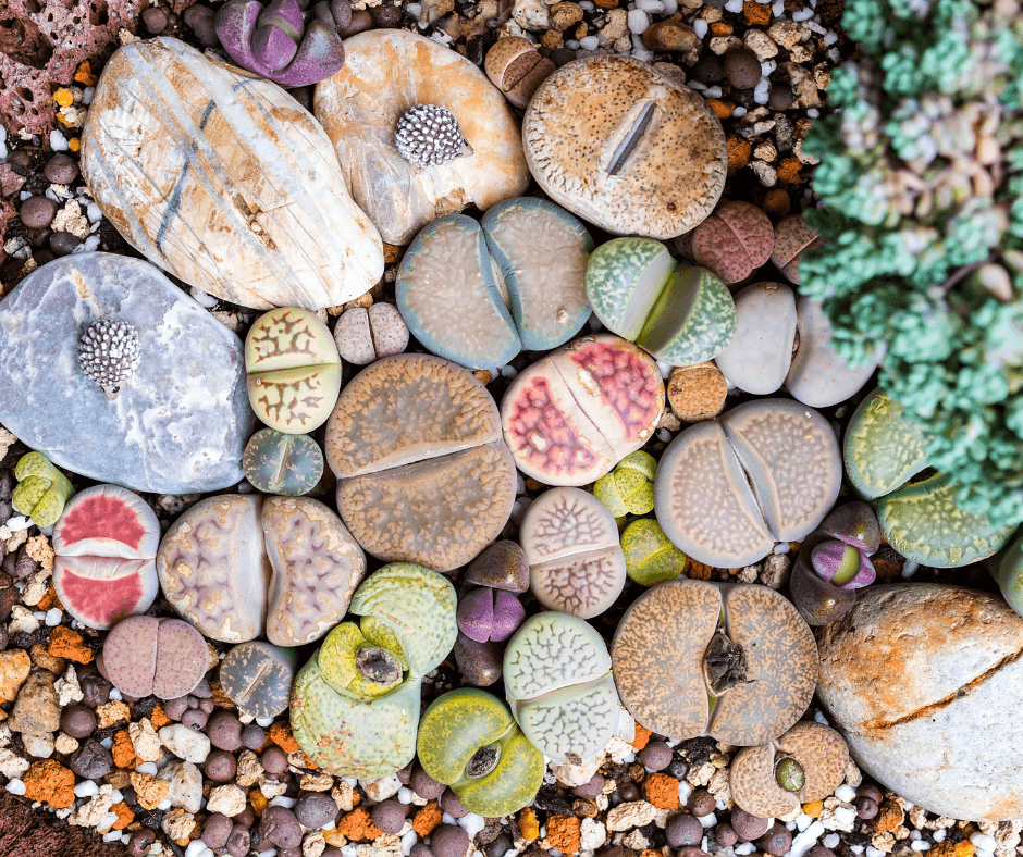 Colorful Living stones