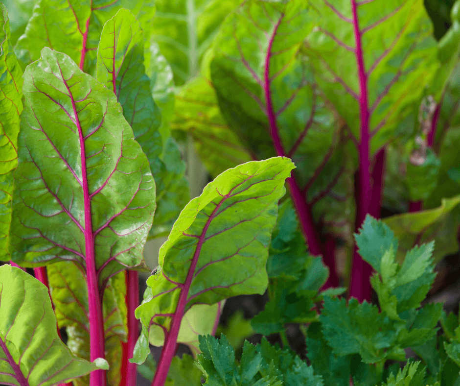 'Charbell' Swiss chard