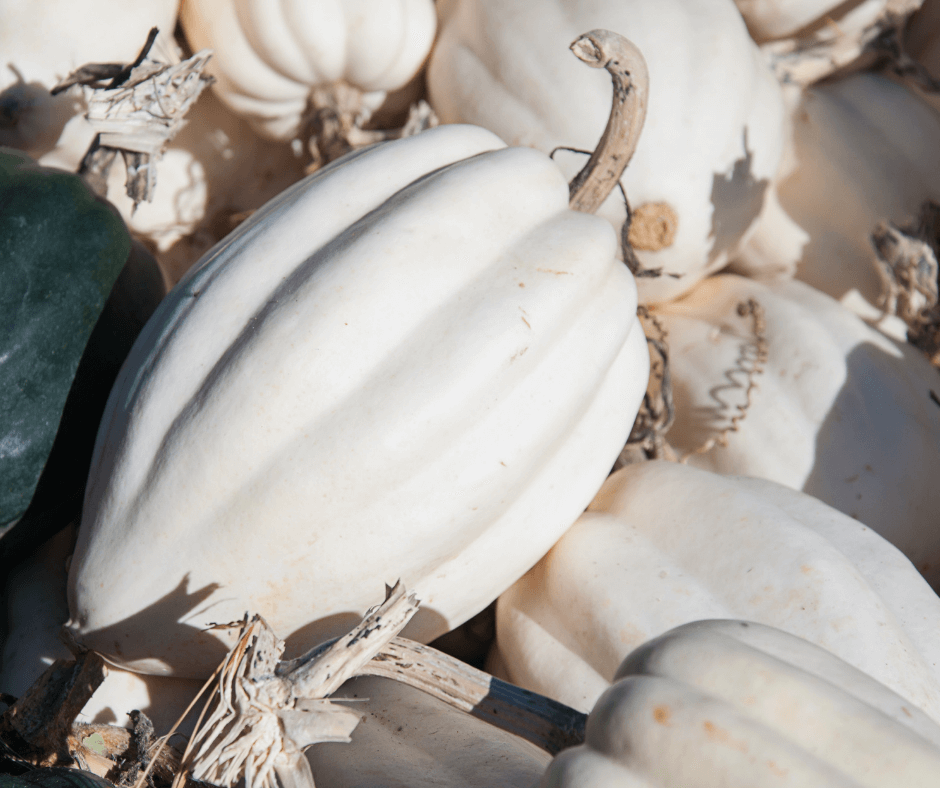 'Mashed Potatoes' acorn squash