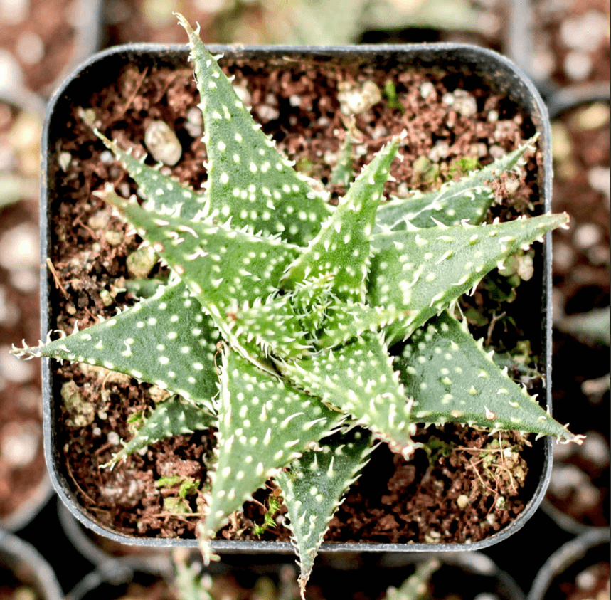 Aloe 'Pepe'