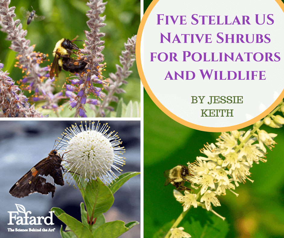 Five Stellar US Native Shrubs for Pollinators and Wildlife Featured Image