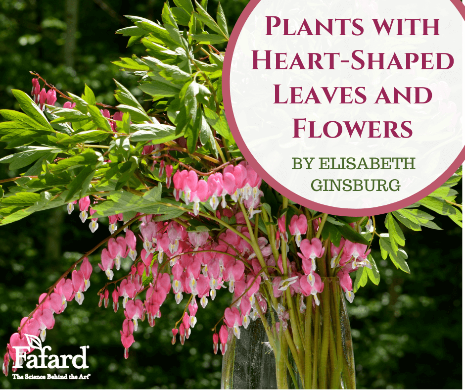 Plants with Heart-Shaped Leaves and Flowers Featured Image