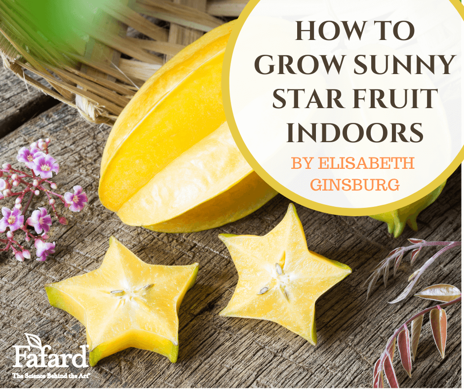 How to Grow Sunny Star Fruit Indoors Featured Image