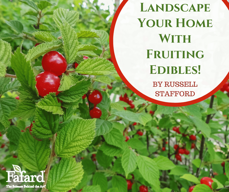 Landscape Your Home with Fruiting Edibles! Featured Image