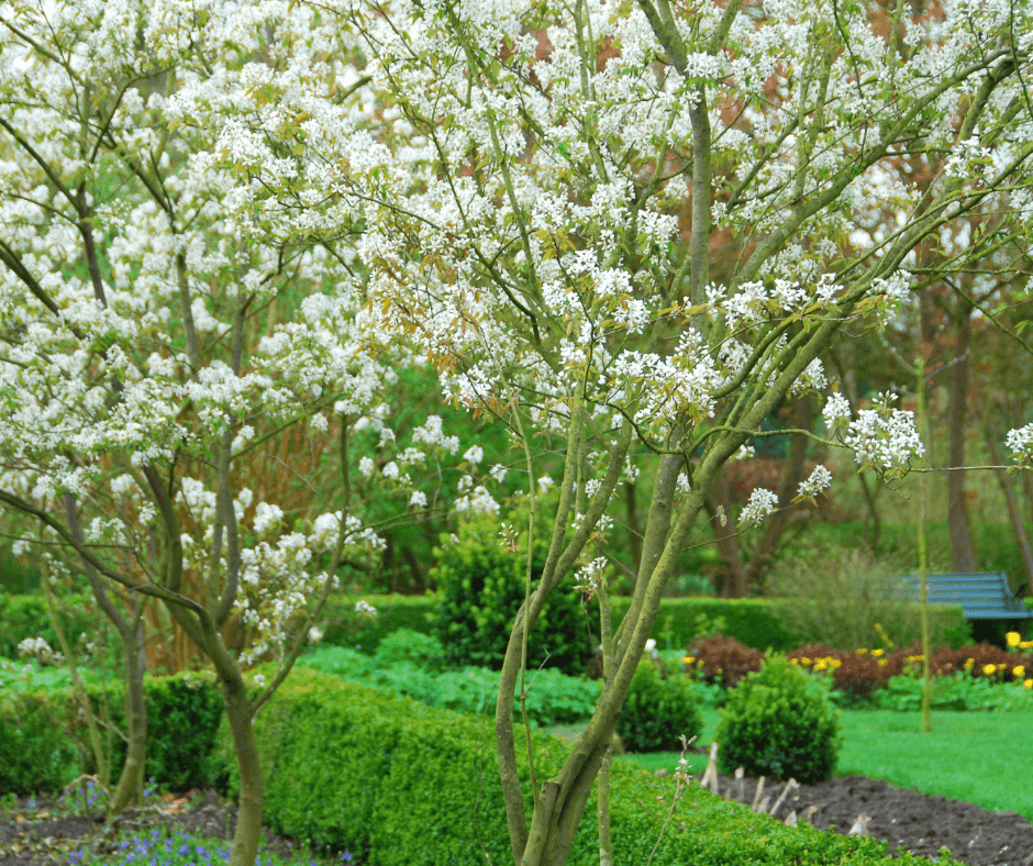 Serviceberries in a garden