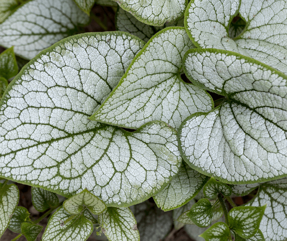 Fafard Plants With Heart Shaped Leaves And Flowers Fafard